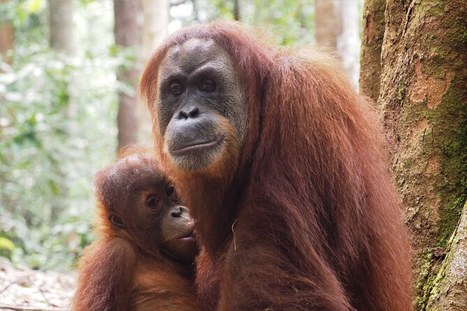 2-Day Jungle Trekking & Rafting in North Sumatra - Day two: wildlife, free time, and the river ride home