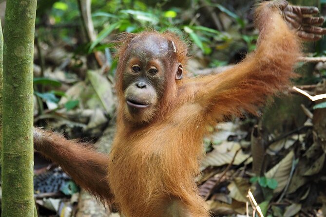 2-Day Jungle Trekking & Rafting in North Sumatra - Day one: from Bukit Lawang into the forest