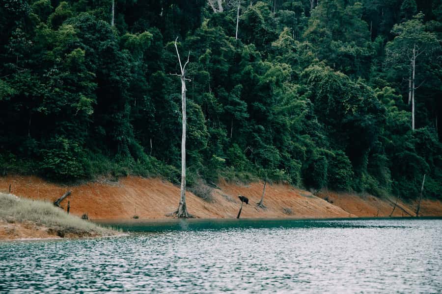 2 Days Khao Sok with Overnight at Cheow Lan Lake Raft House - Southern Thai food and the return to Phuket