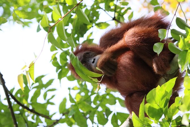 3 Days Orangutan Sumatra Jungle Trekking with Rafting - Starting at 8:30 am in Bukit Lawang