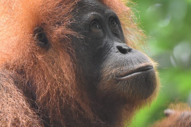 3 Days Orangutan Sumatra Jungle Trekking with Rafting - Into the rainforest: orangutans, monkeys, and birds