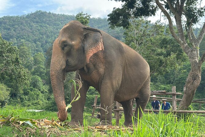 4 in 1 Elephants Long Neck Rafting and Sticky Waterfall Tour - Why this day trip works in Chiang Mai
