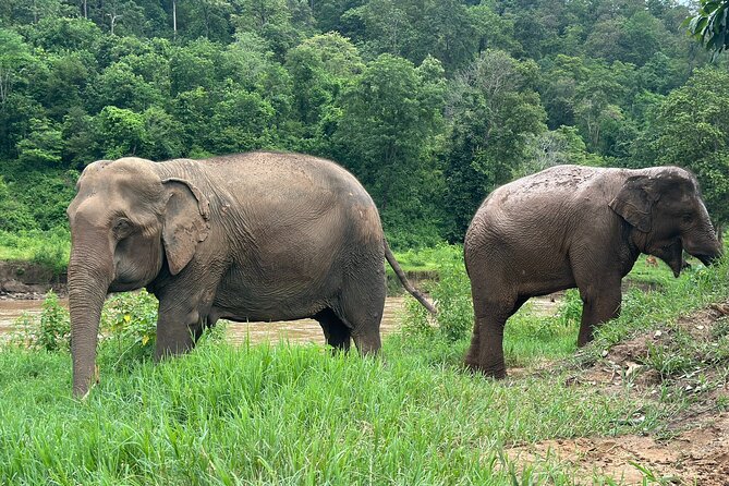 4 in 1 Elephants Long Neck Rafting and Sticky Waterfall Tour - Meeting elephants in a cruelty-free setting