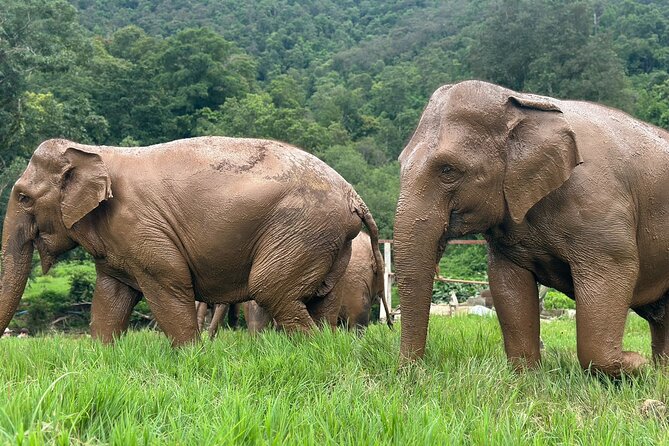 4 in 1 Elephants Long Neck Rafting and Sticky Waterfall Tour - Climbing Bua Thong Sticky Waterfall