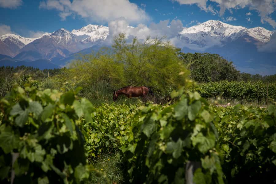 Adventure & Flavor: Breakfast, Rafting & Asado in Mendoza - Who will enjoy this day most
