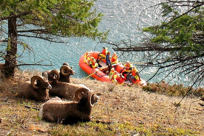 Athabasca River Easy Scenic Raft Trip - What the Athabasca River trip is really like