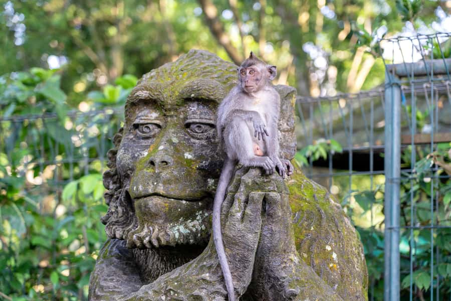 Bali: ATV, Water Rafting, and Monkey Forest Tour - Should You Book This Bali Adventure?