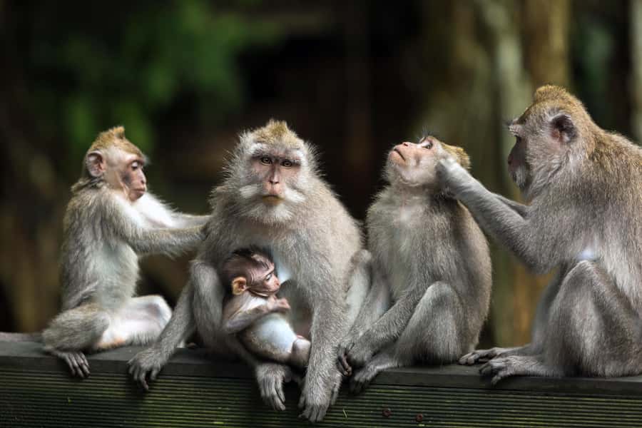 Bali: ATV, Water Rafting, and Monkey Forest Tour - Alasan Adventures ATV Ride: Mud, Hills, and River Crossings