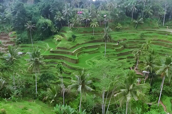 Bali River Rafting and Ubud Full Day Tour Packages - Why this Bali day trip works