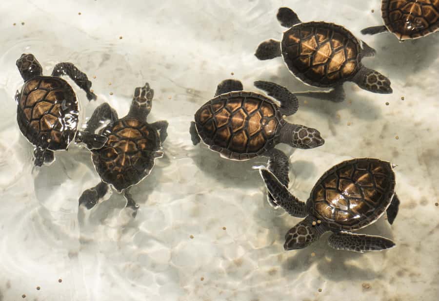 Bamboo Rafting, Waterfall, lunch, Elephant, and Turtle Tour - Key points before you book