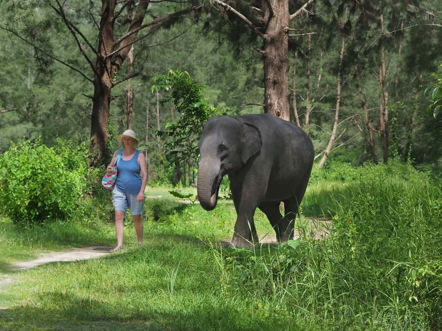 Bamboo Rafting, Waterfall, lunch, Elephant, and Turtle Tour - Why this Khao Lak day tour works