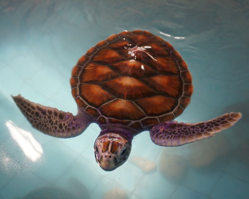 Bamboo Rafting, Waterfall, lunch, Elephant, and Turtle Tour - Transport, timing, and the real cost