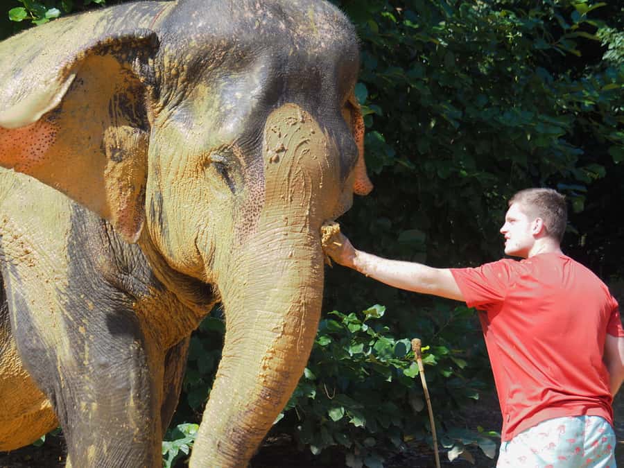 Bamboo Rafting, Waterfall, lunch, Elephant, and Turtle Tour - Who should book, and who should skip it?
