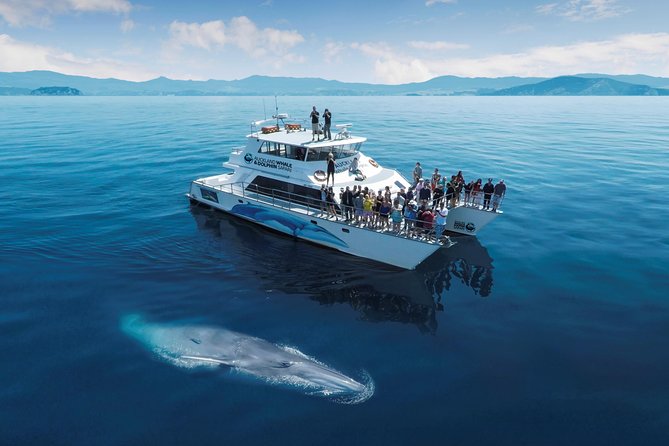 Black Water Rafting Semi Private Tour from Auckland - Is $319.60 good value?