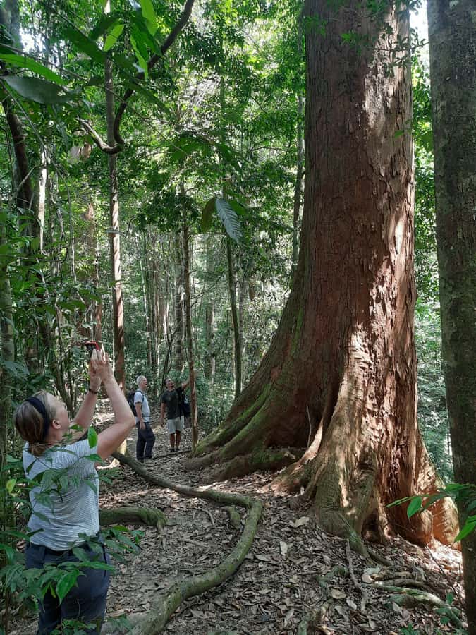 Bukit Lawang: Jungle Trekking and Rafting Day Trip - Walking through Gunung Leuser National Park