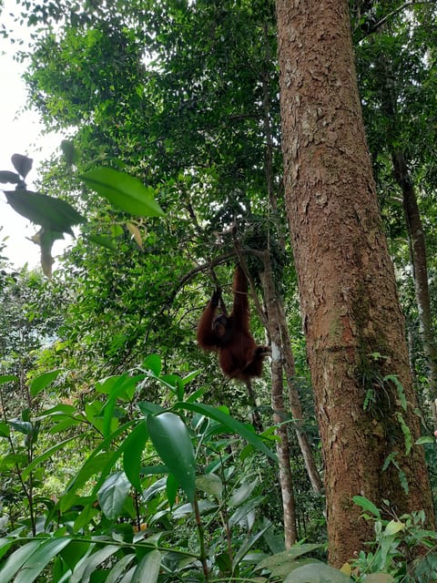 Bukit Lawang: Jungle Trekking and Rafting Day Trip - What the $172 price really covers