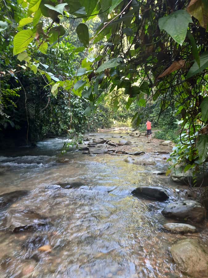 Bukit Lawang: Jungle Trekking and Rafting Day Trip - Should you book the Bukit Lawang day trip?