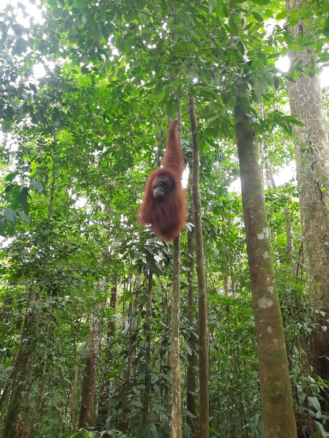 Bukit Lawang: Jungle Trekking and Rafting Day Trip - Lunch, fruit, and the briefing in Bukit Lawang