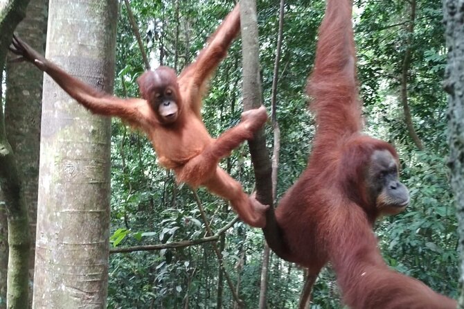 Bukit lawang tour 3days-2 night jungle trekking including rafting - Entering Gunung Leuser National Park on day one