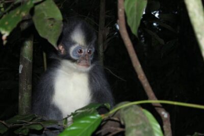 Bukit lawang tour 3days-2 night jungle trekking including rafting