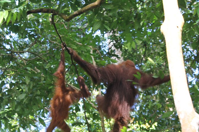 Bukit lawang tour 3days-2 night jungle trekking including rafting - Who will enjoy this jungle trek most