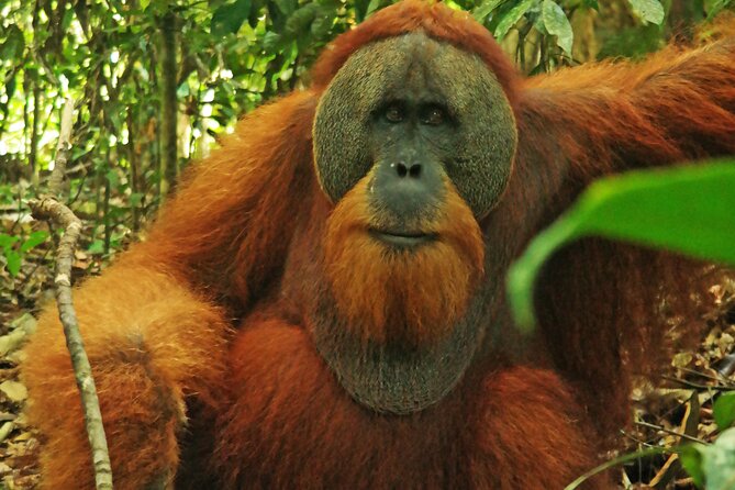 Bukit lawang tour 3days-2 night jungle trekking including rafting - Booking, weather, and cancellation advice