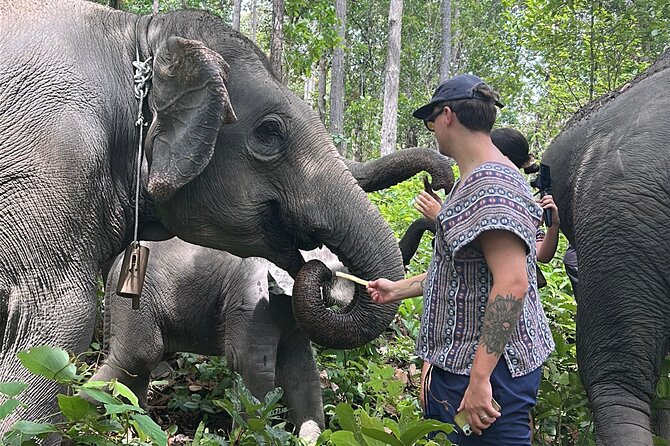 Chiang Mai 1 Day: Elephant Sanctuary, Waterfall & Bamboo Rafting - Walking through the jungle and bathing with elephants