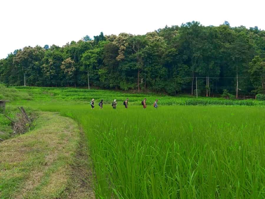Chiang Mai: 2-Day Jungle Trek with Elephant Farm & Raft Ride - The elephant sanctuary, with an ethical question to consider