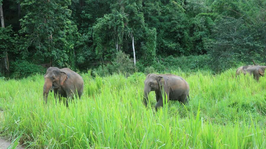Chiang Mai: 2-Day Jungle Trek with Elephant Farm & Raft Ride - The waterfall walk and a jungle picnic