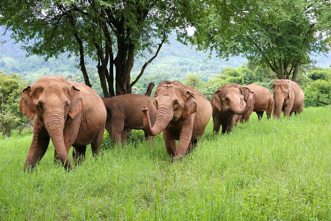 Chiang Mai ATV White Water Rafting and Elephant Sanctuary Full-Day Trip - The drive from Chiang Mai to the activity area