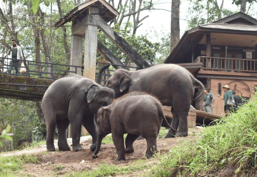 Chiang Mai: Bamboo Rafting with Hotel Transfers - Floating through bamboo, trees, and mountain views