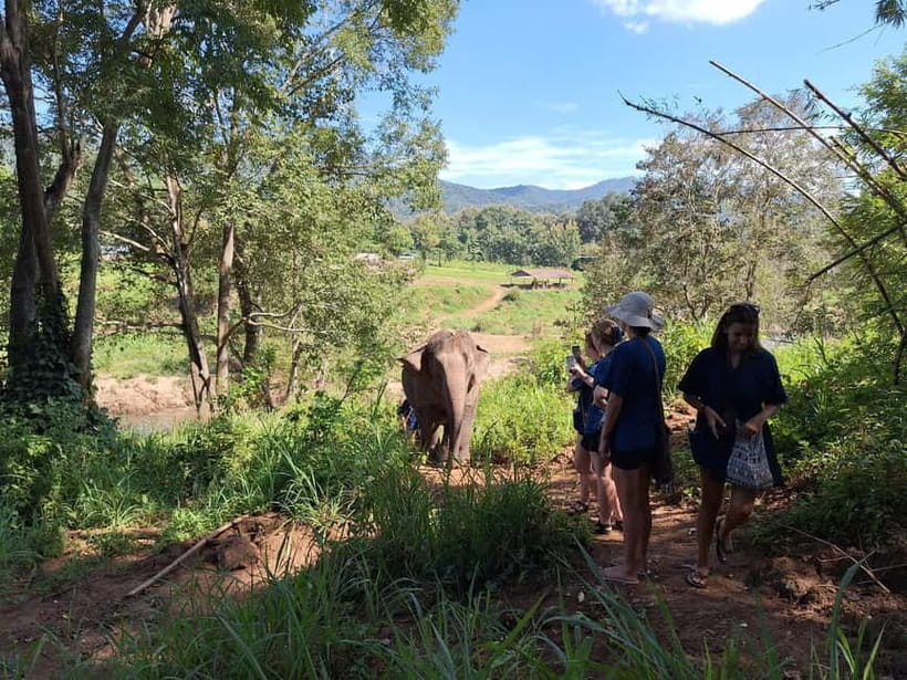 Chiang Mai: Elephant Sanctuary Bamboo Raft & Padthai Cooking - A final elephant walk before the ride home