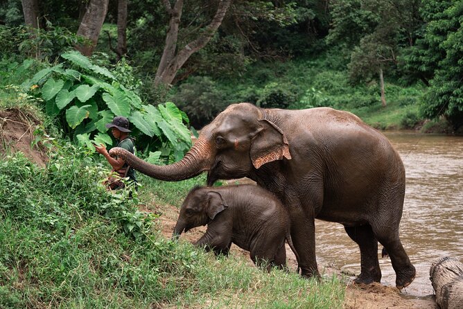 Chiang Mai Elephant Sanctuary, Bamboo Rafting and Waterfall Tour - Key points to know before you book