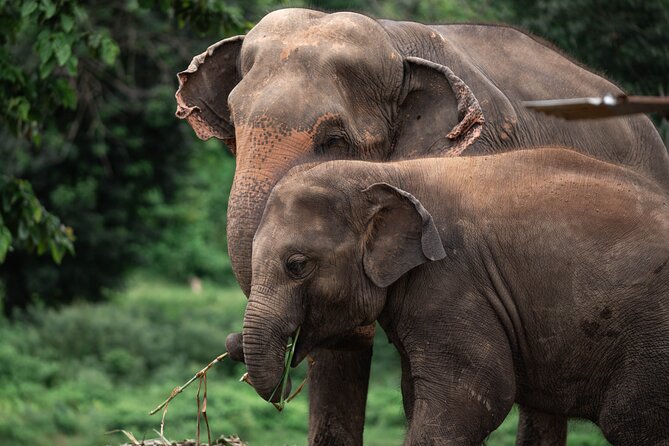 Chiang Mai Elephant Sanctuary, Bamboo Rafting and Waterfall Tour - Bua Tong Waterfall: Chiang Mai’s barefoot climbing challenge