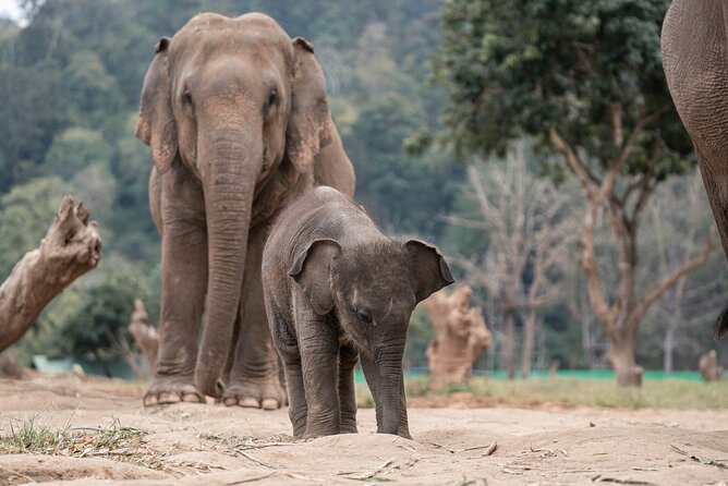 Chiang Mai Elephant Sanctuary, Bamboo Rafting and Waterfall Tour - How the eight-hour schedule feels
