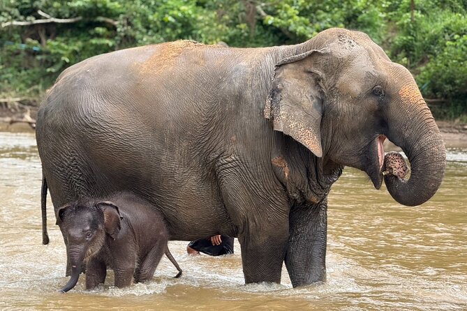 Chiang Mai Elephant Sanctuary, Bamboo Rafting and Waterfall Tour - Price, group size, and what is included