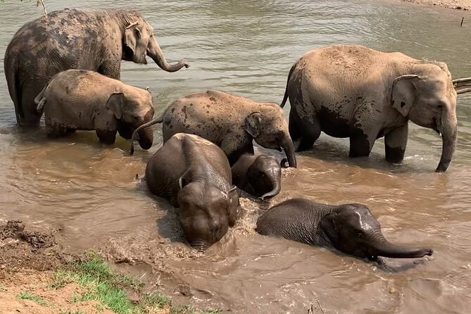 Chiang Mai Elephant Sanctuary, Bamboo Rafting and Waterfall Tour - The guides can shape the whole day