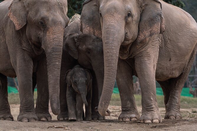 Chiang Mai Elephant Sanctuary, Bamboo Rafting and Waterfall Tour - Should you book it?