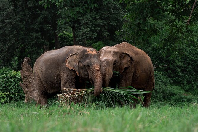 Chiang Mai Elephant Sanctuary, Bamboo Rafting and Waterfall Tour - Bamboo rafting through the forest