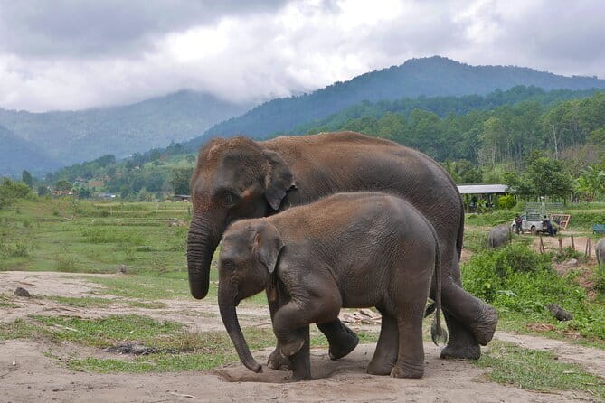 Chiang Mai Elephant Sanctuary Observation and Bamboo Rafting - Preparing food and watching elephant behavior