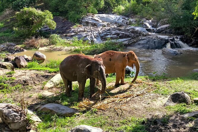 Chiang Mai Elephant Sanctuary Observation and Bamboo Rafting - What the ethical approach means in practice