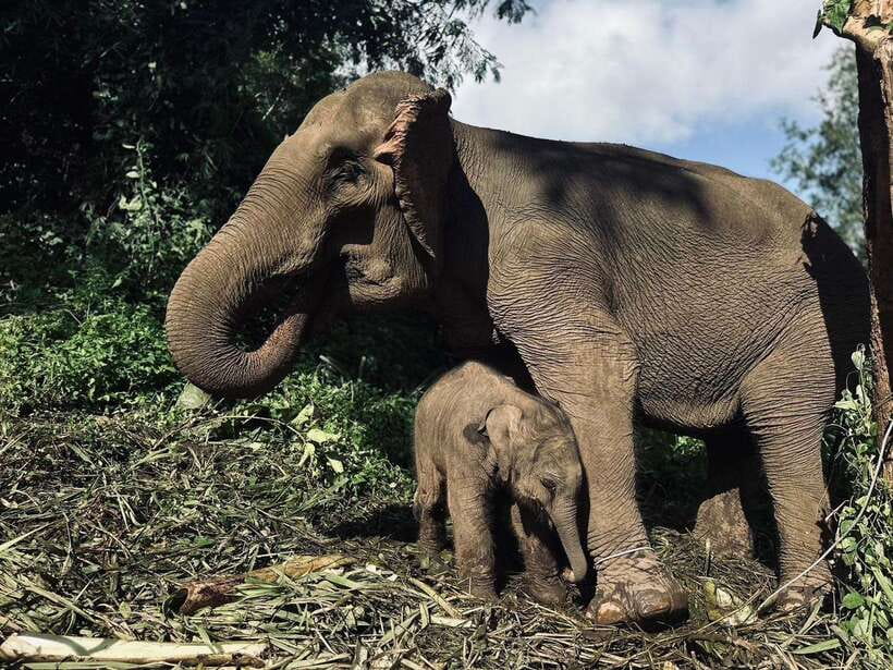 Chiang Mai: Elephant Sanctuary, Waterfall & Bamboo Rafting - Key points before you book