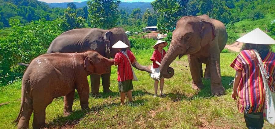 Chiang Mai Elephant Village Life: Long Neck & Bamboo Rafting - Mae Wang Waterfall and a forest swim