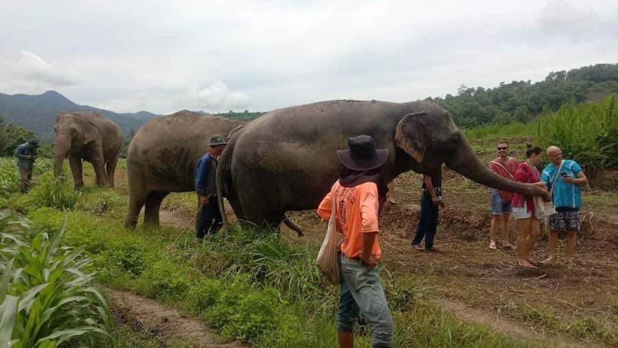 Chiang Mai Elephant Village Life: Long Neck & Bamboo Rafting - What $70 includes, and what it does not