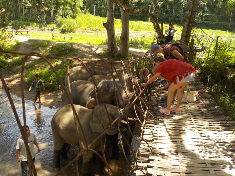 Chiang Mai Elephant Village Life: Long Neck & Bamboo Rafting - Who will enjoy this day most?