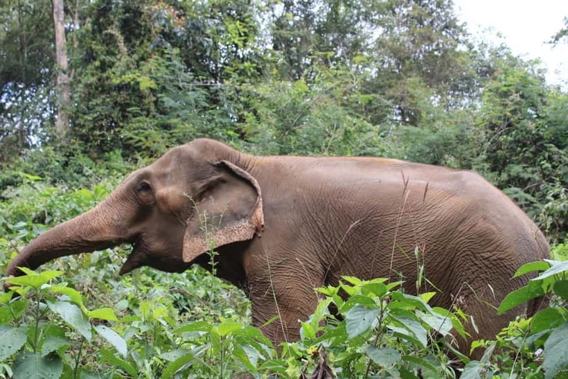 Chiang Mai: Elephants, Waterfall, and White Water Rafting - Trekking to the jungle waterfall