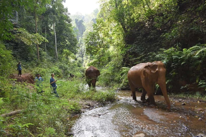 Chiang Mai: Elephants, Waterfall, and White Water Rafting - White water rafting on the Mae Taeng River