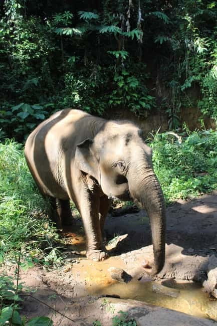 Chiang Mai: Elephants, Waterfall, and White Water Rafting - Who will enjoy this active Chiang Mai day?