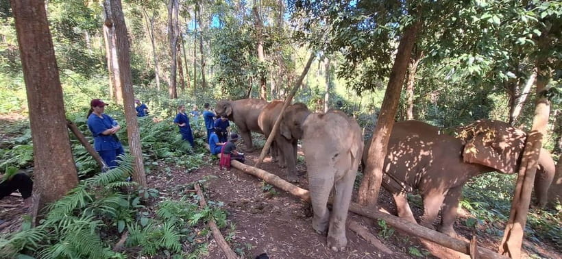 Chiang Mai: Elephants, Waterfall, and White Water Rafting - Small details that make the day easier