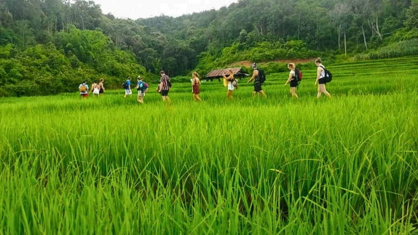 Chiang Mai: Jungle Trek, Elephants care & Bamboo Rafting - Rice terraces and Karen agricultural traditions